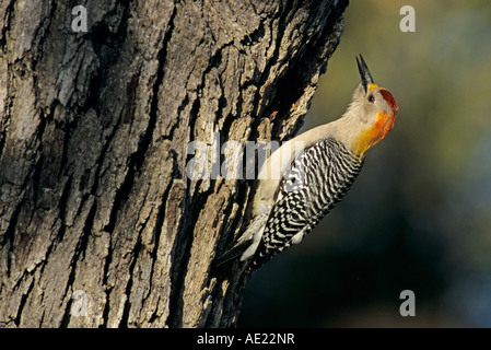 Golden-fronted Woodpecker Melanerpes aurifrons male calling at Oak Tree New Braunfels Texas USA April 2001 Stock Photo