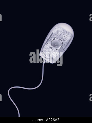 X RAY XRAY X-RAY PHOTOGRAPHIC IMAGE OF COMPUTER MICE SWIMMING LIKE SPERM Stock Photo