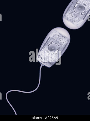 X RAY XRAY X-RAY PHOTOGRAPHIC IMAGE OF COMPUTER MICE SWIMMING LIKE SPERM Stock Photo