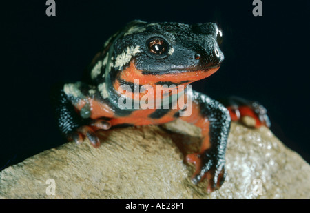 Newt sitting on a stone PORTRAIT fire salamander salamandra  Paramesotriton  Cynops orientalis Stock Photo