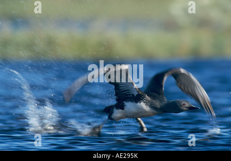 Red-throated Loon Gavia stellata adult taking off Kongsfjord Norway June 2001 Stock Photo