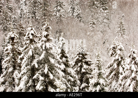 Fresh, heavy, wet snow on hillside of birch and spruce trees, Greater Sudbury, Ontario, Canada Stock Photo