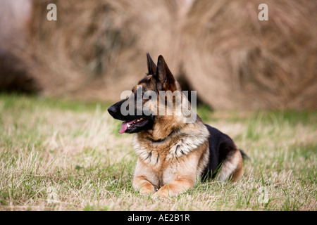 One dog on Guard,German Shepherd on watch, Stock Photo