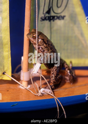 Frog sailing a toy sailing boat with yellow sails Stock Photo