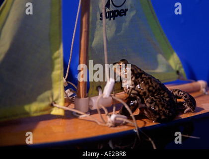 Frog sailing a toy sailing boat with yellow sails Stock Photo