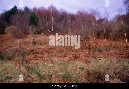 Bracken, silver birch trees heathland vegetation Rendlesham Forest, Suffolk Sandlings, England Stock Photo