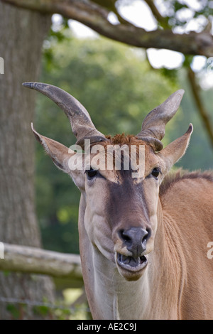 Eland Taurotragus oryx at Longleat Safari Park Wiltshire UK Stock Photo