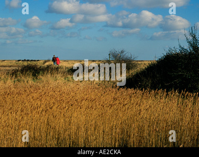 Marshland reedbeds on drained land at Hollesley Suffolk England Stock ...