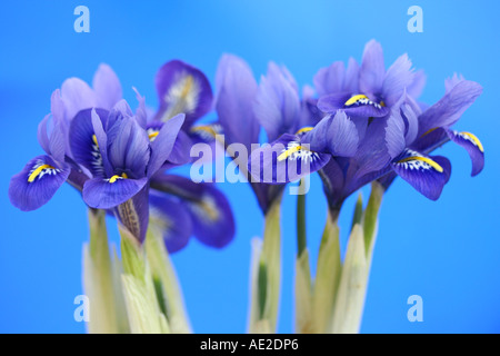 Iris reticulata flowers Stock Photo