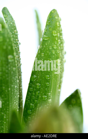 Hyacinth leaves with droplets Stock Photo