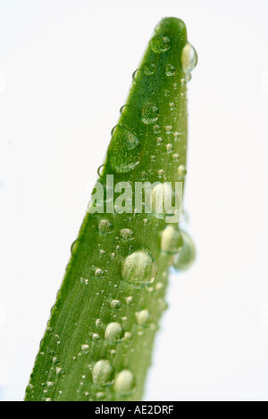 Hyacinth leaf with droplets Stock Photo