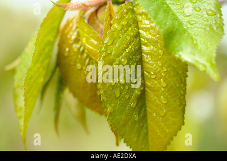 Cherry tree leaves with droplets Stock Photo