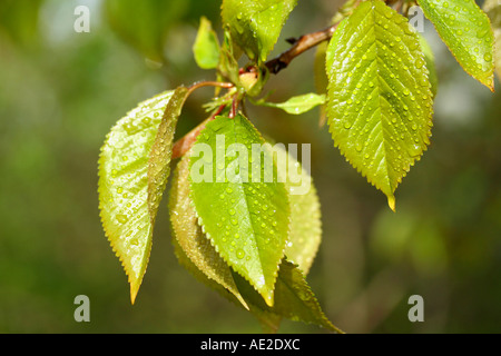 Cherry tree leaves with droplets Stock Photo