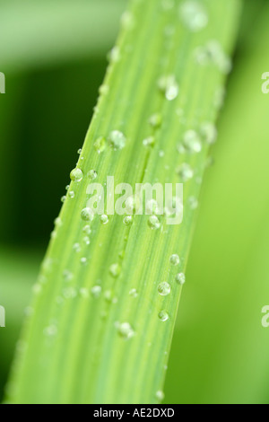Hemerocallis leaf with droplets Stock Photo
