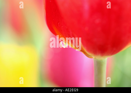 Tulip flowers with water drops. Fresh spring pink bouquet isolated on ...