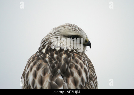 Rough legged hawk looking back over shoulder at camera close up