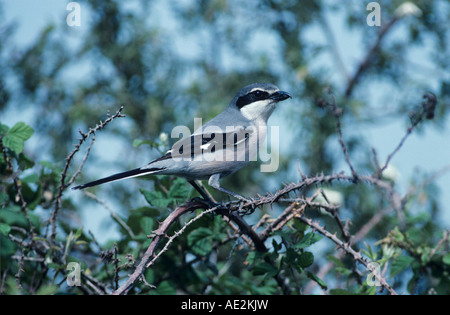 Southern Grey Shrike Lanius meridionalis adult Camargue France May 1993 Stock Photo