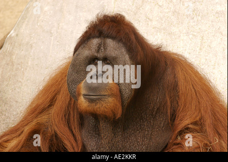Male orangutan Brookfield Zoo Illinois Stock Photo