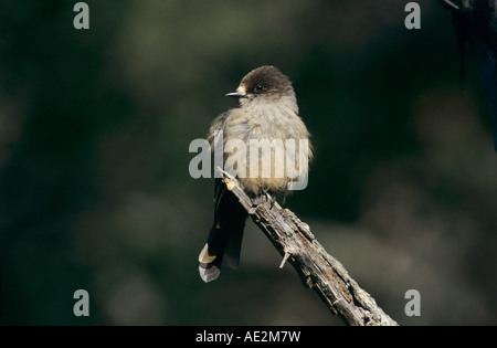 Siberian Jay Perisoreus infaustus adult Pyhatunturi National Park Finland June 2001 Stock Photo