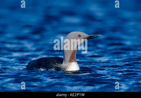 Red-throated Loon Gavia stellata adult Kongsfjord Norway June 2001 Stock Photo