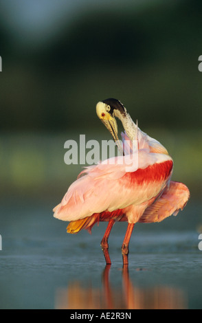 Roseate Spoonbill Ajaia ajaja adult preening Welder Wildlife Refuge Sinton Texas USA June 2005 Stock Photo