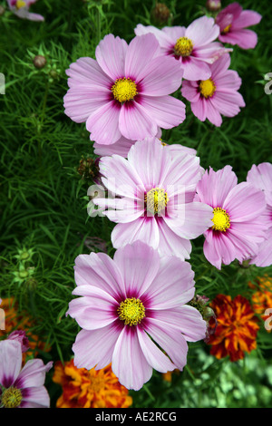 Cosmos bipinnatus Sensation series half hardy bedding plant Stock Photo