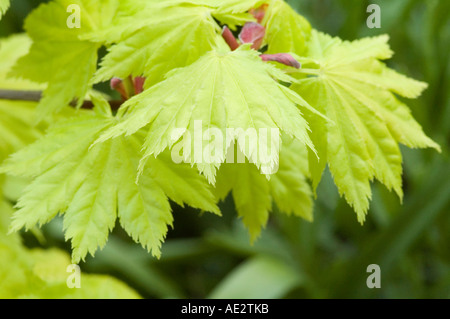 Acer japonicum Aureum Shirasawanum Bright green spring foliage on Japanese Maple Stock Photo