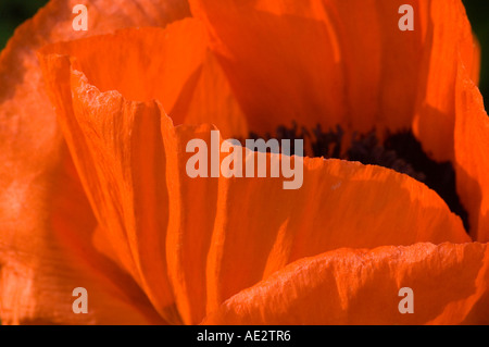 Papaver orientalis Flame red orange Oriental Poppy Stock Photo