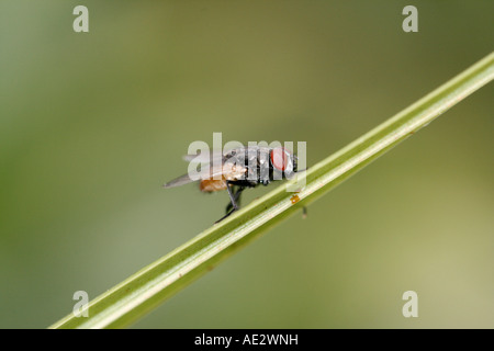 Common housefly resting on a leaf Stock Photo
