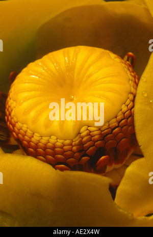 Abstract Close-up of Yellow Water Lily. Wasilla, Alaska. USA Stock Photo