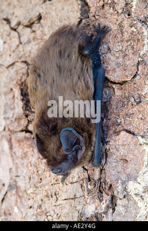 Lesser Noctule, Leislers Bat (Nyctalus leisleri) on bark Stock Photo