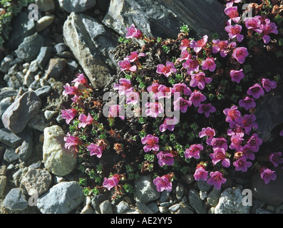 Wild alpine flowers Saxifrage (Saxifraga oppositifolia) growing in rocky soil. Altai. Siberia. Russia Stock Photo