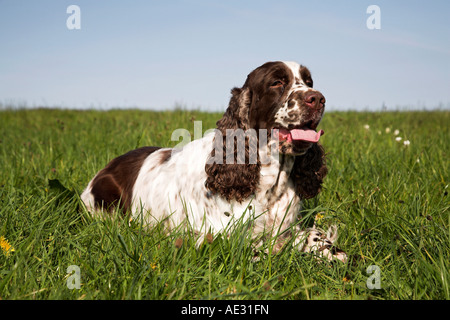 English Springer Spaniel resting gundog gun dog retrieving spaniel liver&white working dog Stock Photo