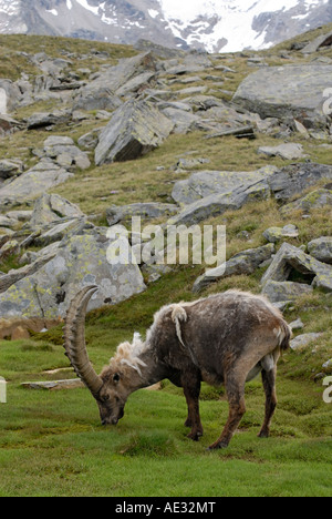 Male Alpine Ibex Capra ibex Gran Paradiso National Park Italian Alps Stock Photo