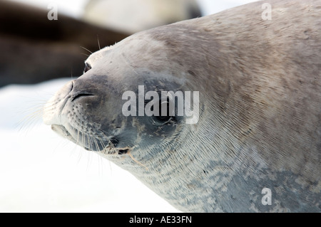 Crabeater seal on ice in Antarctica Stock Photo