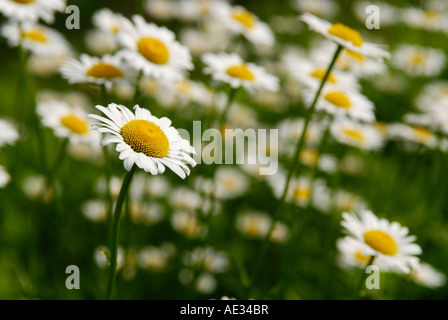 Selective focus isolating a single Oxeye daisy Leucanthemum vulgare against a group of them Sterling Forest New York Stock Photo