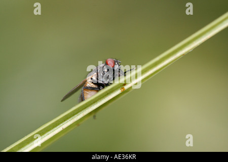 Common housefly resting on a leaf Stock Photo