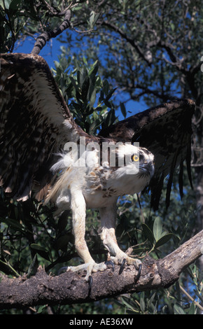 bird osprey portrait perched on branch flaps wings fierce yellow eye Stock Photo