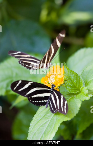 Zebra Longwing butterflies landing feeding Stock Photo