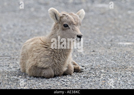 Baby Bighorn Sheep Stock Photo