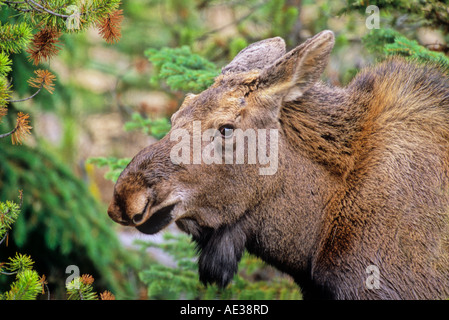 A young bull Moose portrait Stock Photo
