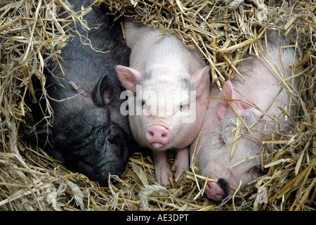 Three little pigs nestling in straw in the pigbreeding village of Trie sur Baïse in southwest France Stock Photo