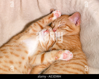 Two Eight Week Old Ginger Kittens Sleeping Stock Photo