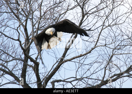 Bald Eagle in flight straight at camera Stock Photo