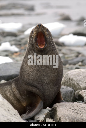 Antarctic fur seal on beach in Antarctica Stock Photo