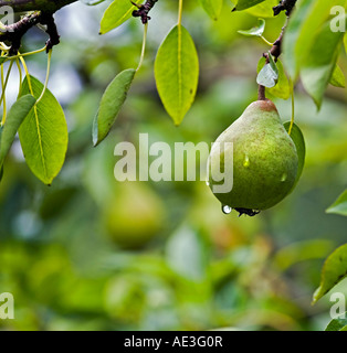 A pear ripening on the tree in an English orchard Stock Photo