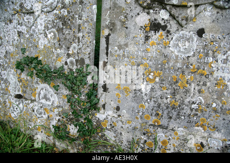 Ivy and lichens growing on headstones in the churchyard of the parish church at Messing Essex England UK Stock Photo