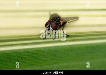 Common housefly resting on a leaf Stock Photo