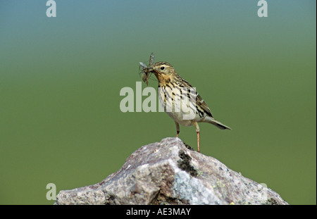 Red-throated Pipit Anthus cervinus male with insects Gednjehogda Norway June 2001 Stock Photo