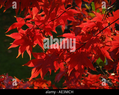Acer Palmatum in Rich Autumn  colours Stock Photo
